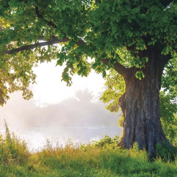 Zidni kalendar FOREST NATURE 2025 